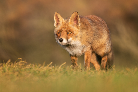 Focused Fox