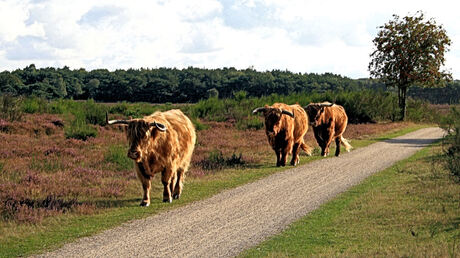 Drie op een rij