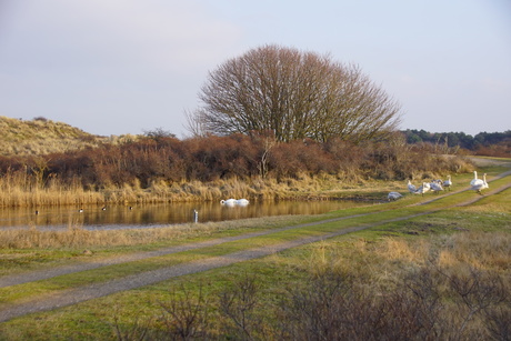 Wintergasten in het kanaal