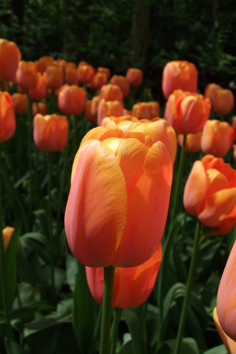 Keukenhof2015