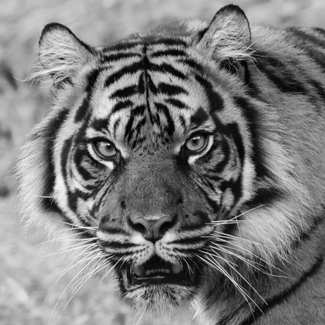 Sumatraanse tijger - portret in Z/W