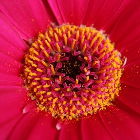 Roze Gerbera
