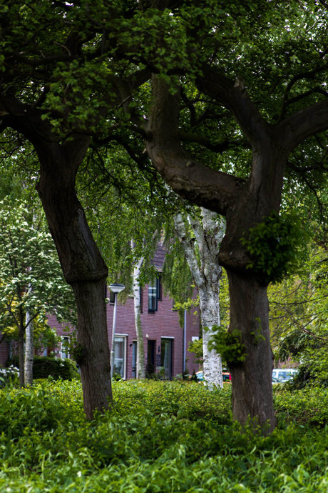 mooi bomen