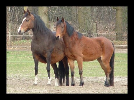 Paarden in de wei