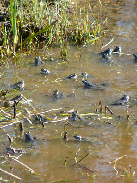 Wildlife: Kikkers vrij !!