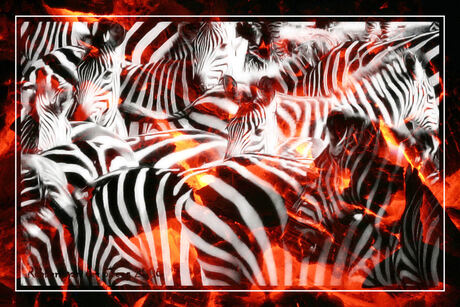zebra op de BBQ