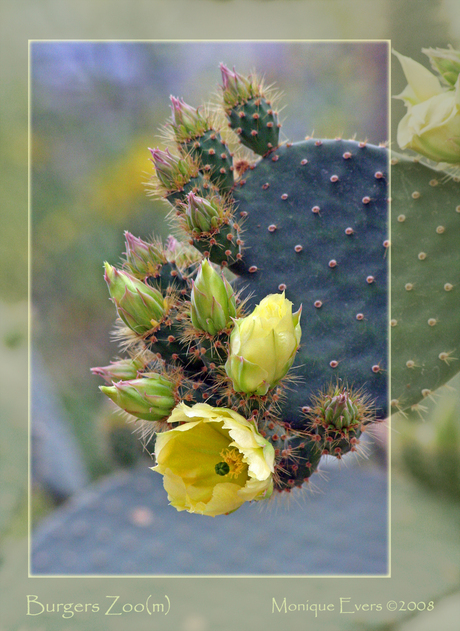 Cactus in bloei