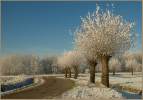 Bomen in de winter