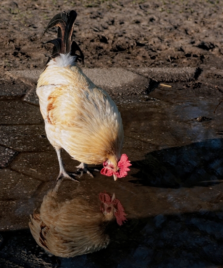 spiegeltje, spiegeltje...