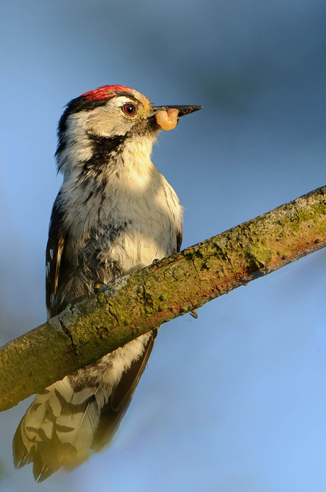 Kleine Bonte Specht, Drenthe