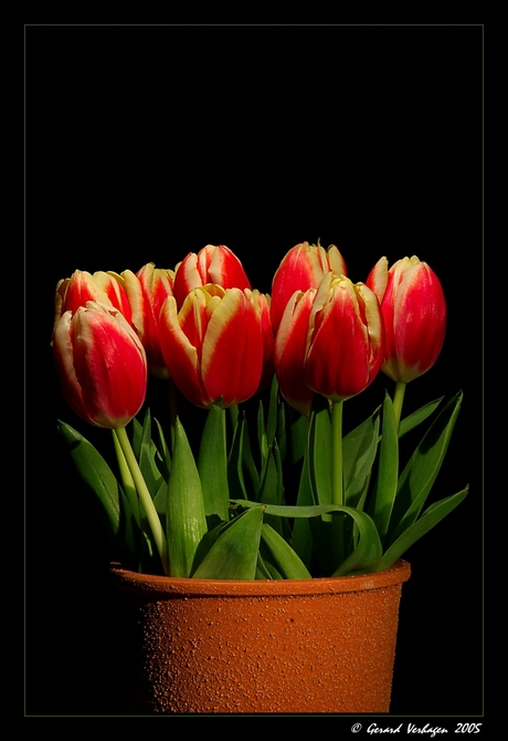 Tulpen