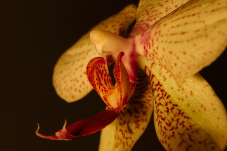 Orchidee