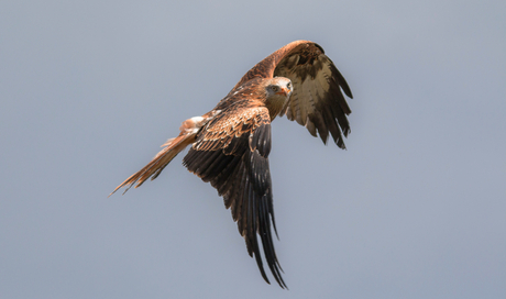 Red Kite looking out