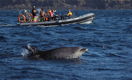 Dolfijnen spotten op de Azoren