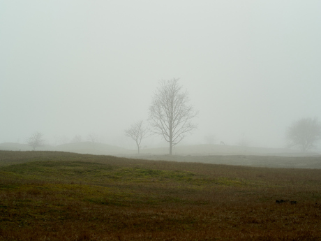 Bomen en herten in zee mist