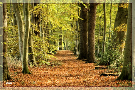 Herfstkleuren