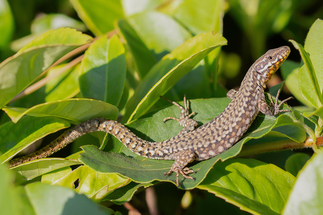 Muurhagedis (Podarcis muralis)