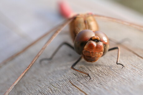 Macro Libelle