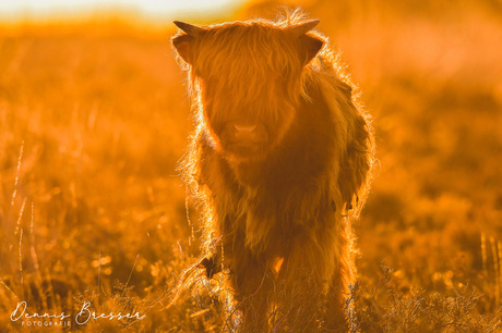 Sunset Scottish Highlanders