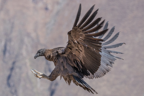 Landing condor Peru