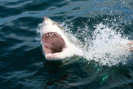 Great white