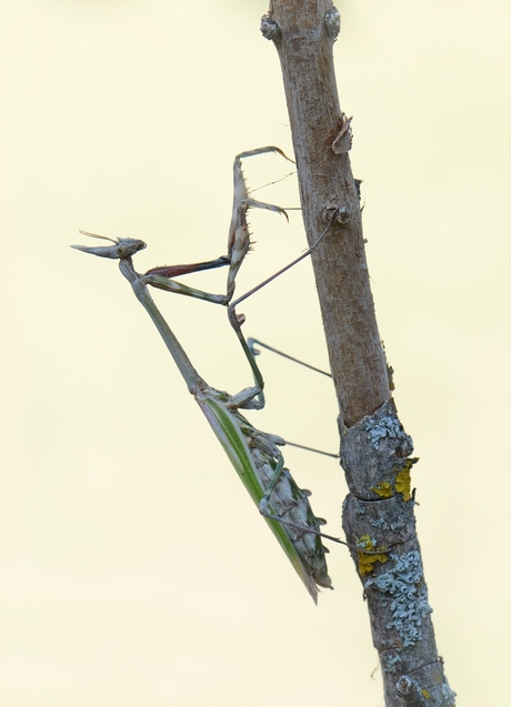 Conehead Mantis