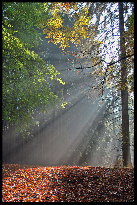 Stralende herfst