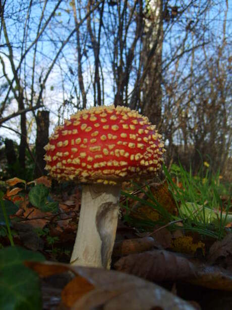 Rood met witte stippen