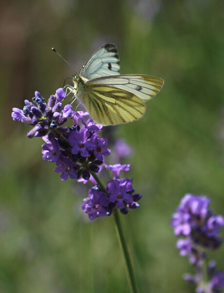 Lavendel lover 2