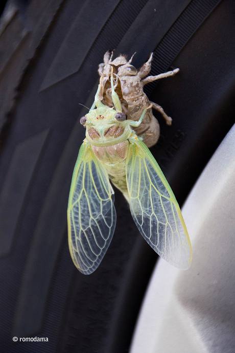 Cicade ontpopping 7