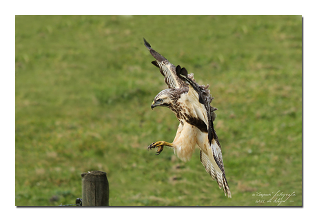 Buizerd (landing)