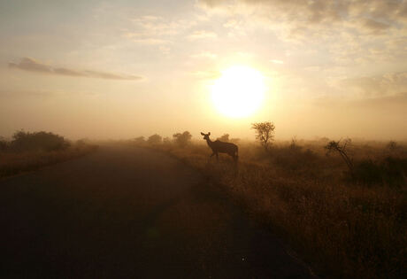 Kudu in ochtend mist