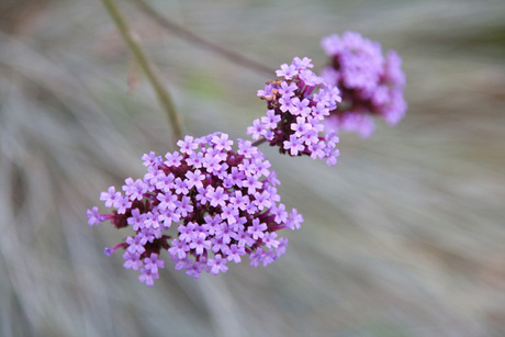 Verbena