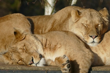 Slapende leeuwen