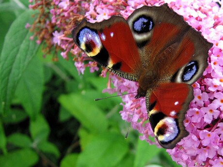 Butterfly on a Buddleja