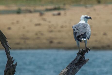 White-Bellied Sea-Eagle