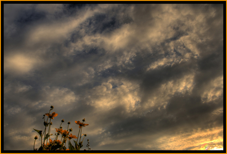 Yellow Flowers and Clouds in Hdri