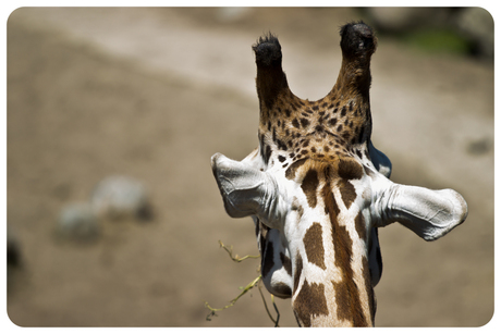 Een kleine serie uit dierentuin FOTO 2