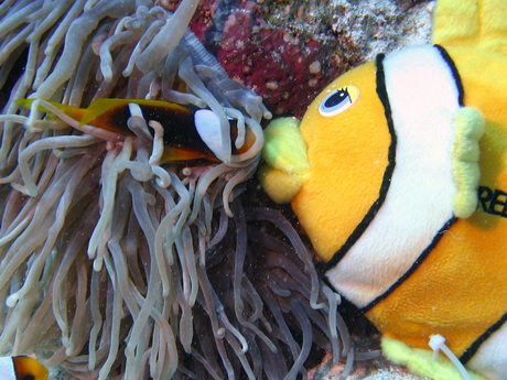 Nemo in love !