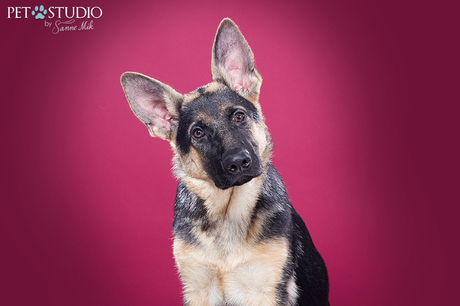 Duitse herder pup door Pet Studio | Hondenfotograaf Sanne Mik