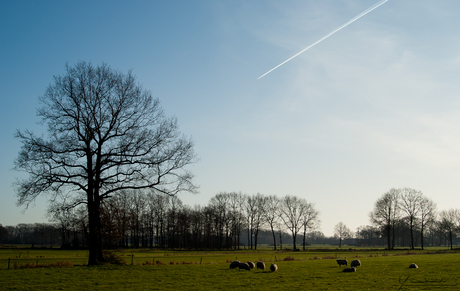 Schapen tellen