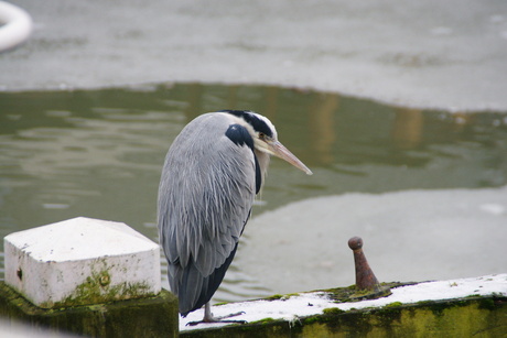 Reiger in de binnenhaven van Enkhuizen