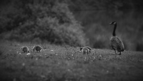 Moeder en haar kroost