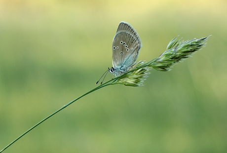 Cyaniris semiargis