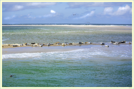 Waddennatuur