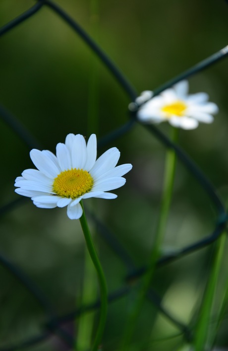 Flowers and fences