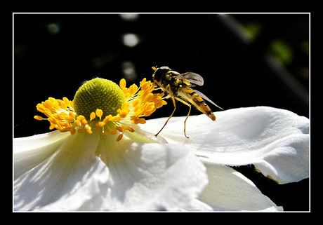 Pas de deux?