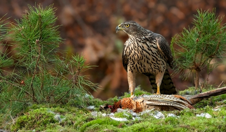 Juveniele havil op prooi.