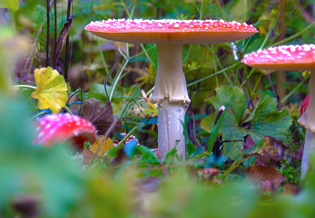 ROOD met WITTE stippen