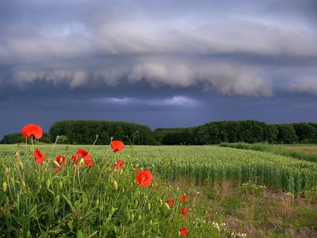 Zomerkleuren